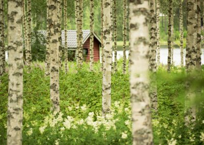 Fototapete Birken und Haus im Wald