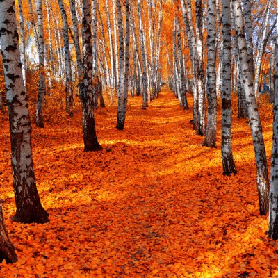 Fototapete Birken und orangefarbene Blätter