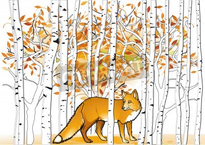 Fototapete Birken und roter Fuchs