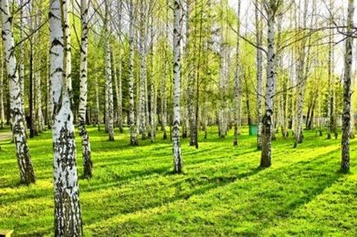 Fototapete Birken und Schatten