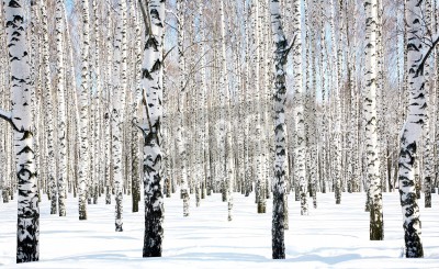 Fototapete Birken und Schnee