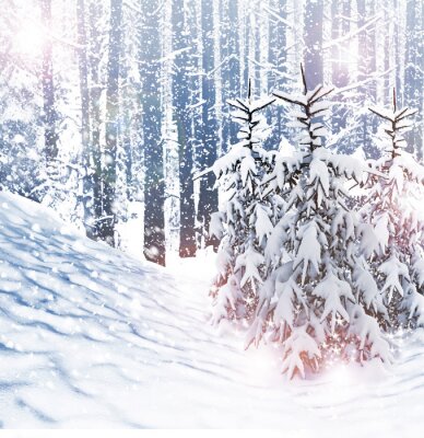 Fototapete Birken und Tannenbäume im Winter