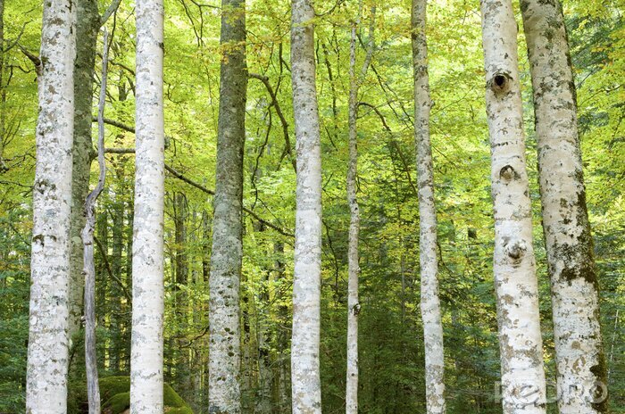 Fototapete Birken und Wald