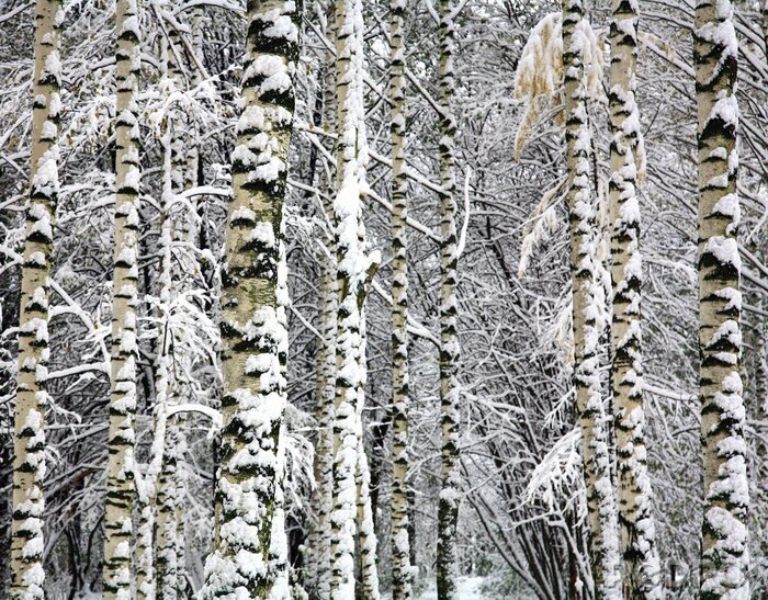 Fototapete Birken und Zweige im Schnee