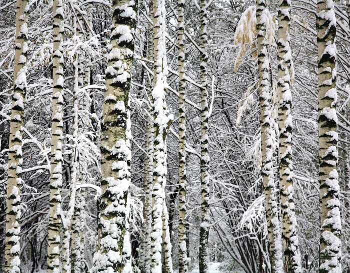 Fototapete Birken und Zweige im Schnee