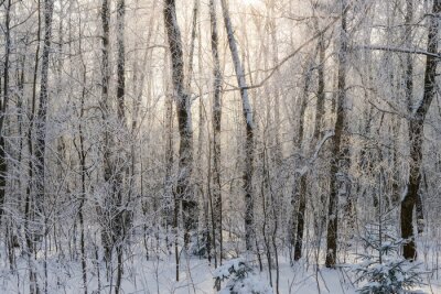 Fototapete Birken und Zweige im Winter