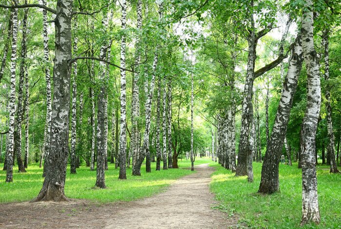 Fototapete Birkenhain im Park