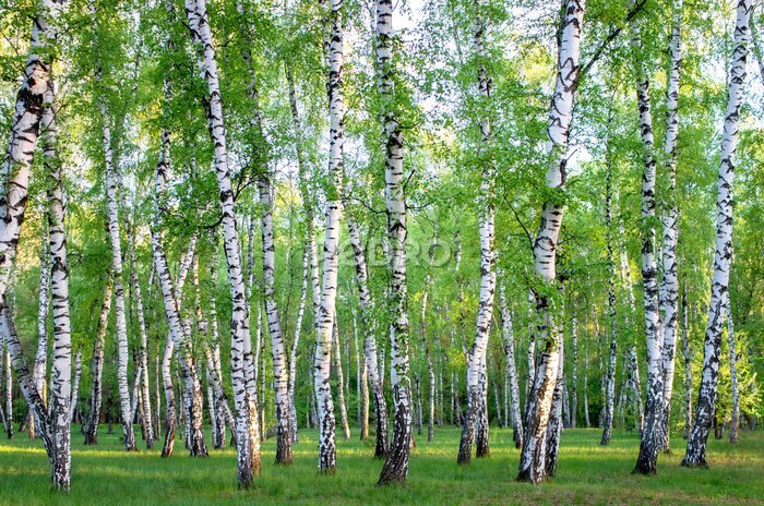 Fototapete Birkenhain im Wald