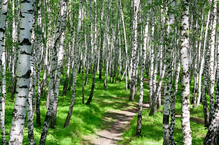 Fototapete Birkenhain in der Sonne