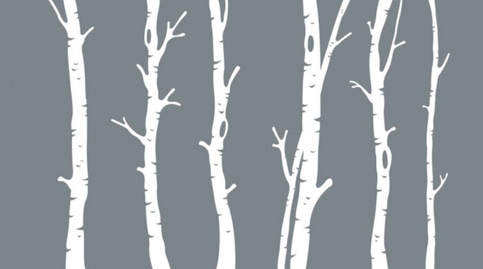 Fototapete Birkenstämme auf grauem Hintergrund