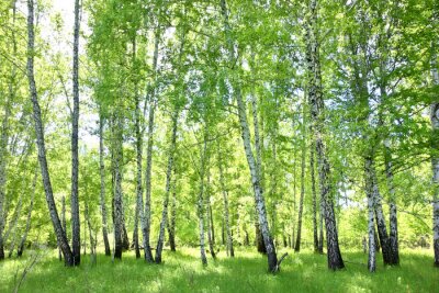 Fototapete Birkenwald