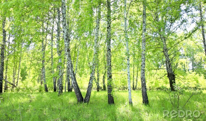 Fototapete Birkenwald