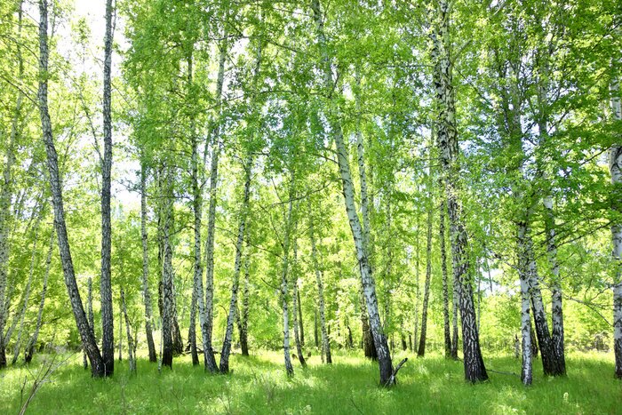 Fototapete Birkenwald