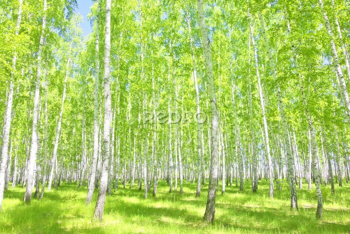 Fototapete Birkenwald im Sommer