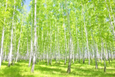 Fototapete Birkenwald im Sommer