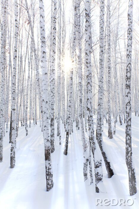 Fototapete Birkenwald im Winter und Sonnenstrahlen