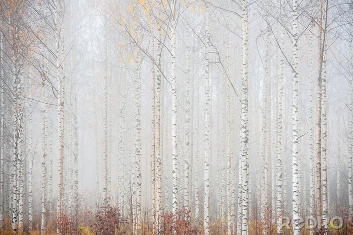 Fototapete Birkenwald in Nebel Landschaft