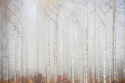 Fototapete Birkenwald in Nebel Landschaft