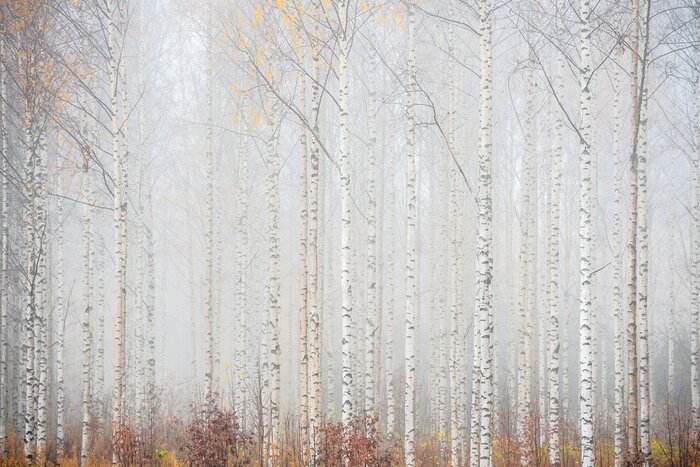 Fototapete Birkenwald in Nebel Landschaft