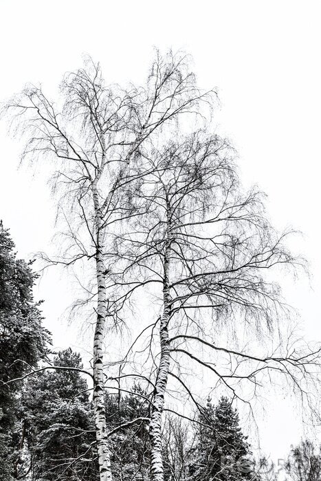 Fototapete Birkenwald schwarz-weiß vor dem Hintergrund anderer Bäume