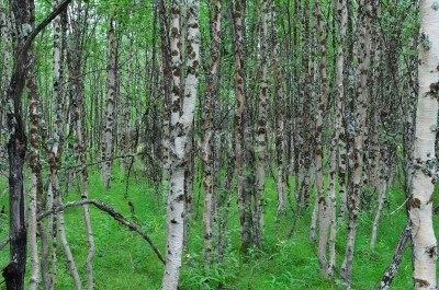 Fototapete Birkenwald schwarz-weiße im Wald