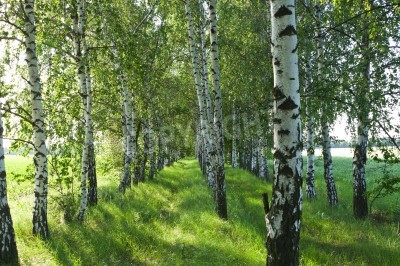 Fototapete Birkenwald schwarz-weiße in der Sonne