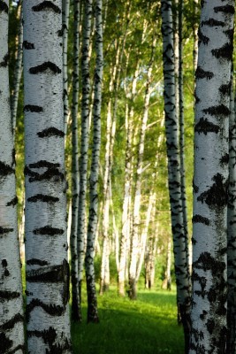 Fototapete Birkenwald schwarz-weiße in Nahaufnahme