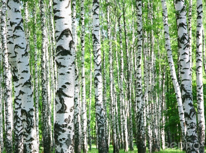 Fototapete Birkenwald und Natur