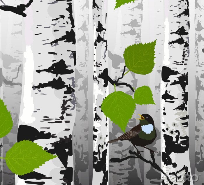 Fototapete Birkenwald und Vögelchen