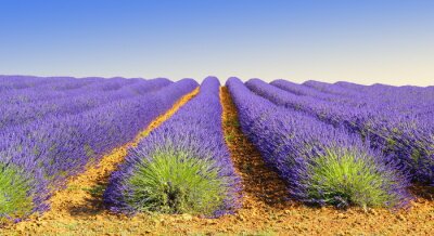 Bis zum Horizont reichendes Lavendelfeld