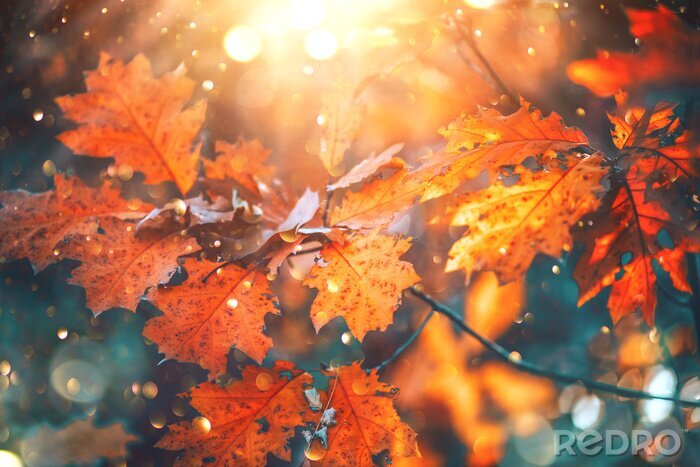 Fototapete Blätter am Herbstzweig