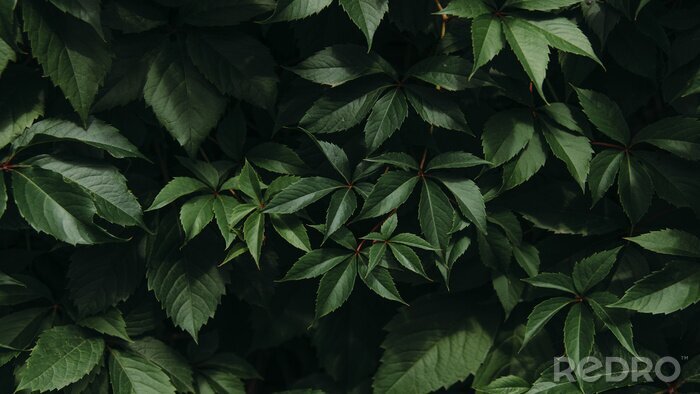 Fototapete Blätter auf dunklem Hintergrund