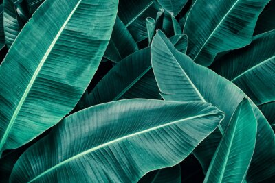 Fototapete Blätter aus Regenwald
