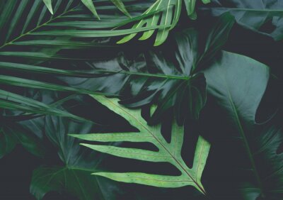 Fototapete Blätter aus Tropen
