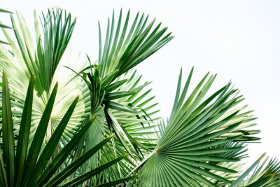 Fototapete Blätter der grünen Palme