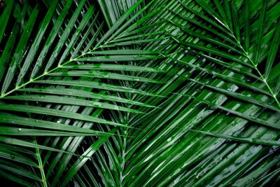Blätter der Kokosnusspalme