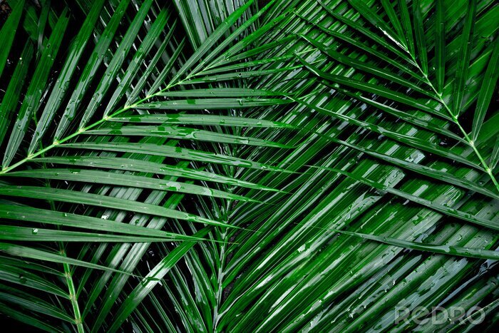 Fototapete Blätter der Kokosnusspalme
