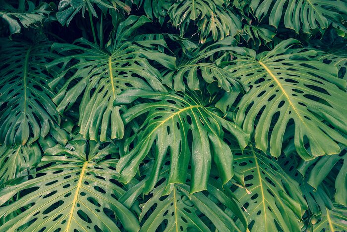 Fototapete Blätter der Monstera und Palme
