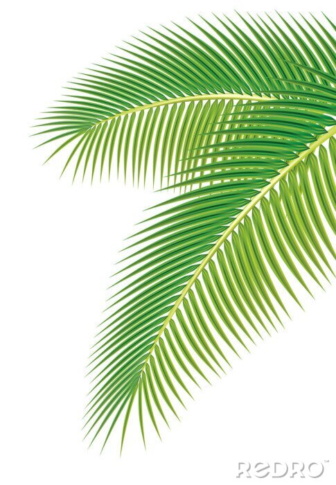 Fototapete Blätter der Palme auf weißem Hintergrund. Vektor-Illustration.