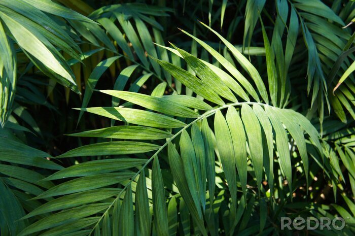 Fototapete Blätter der Palme in der Sonne