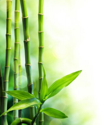 Fototapete Blätter des grünen Bambusses