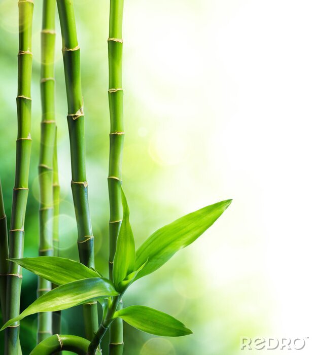 Fototapete Blätter des grünen Bambusses
