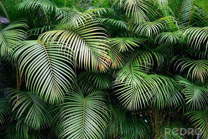 Fototapete Blätter grün palmen