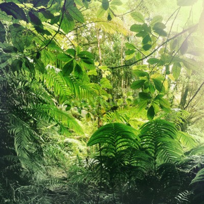 Fototapete Blätter in Grün im Dschungel