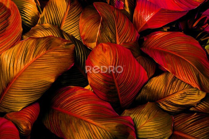 Fototapete Blätter mit rotem Akzent