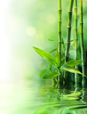 Blätter und Bambus am Wasser