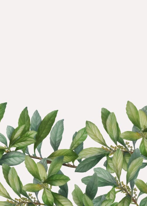 Fototapete Blätter und Blattknospen auf Zweigen