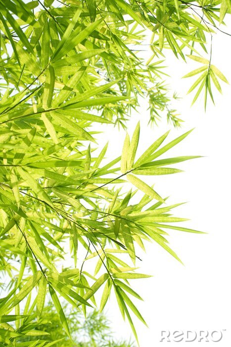 Fototapete Blätter von Bambus am Hintergrund in Weiß