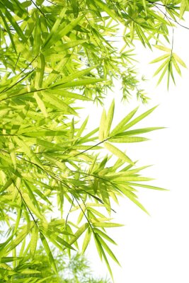 Fototapete Blätter von Bambus am Hintergrund in Weiß