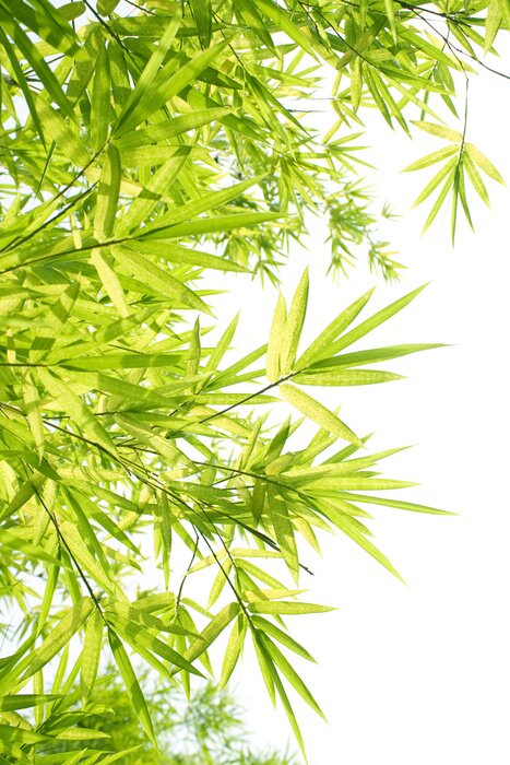Fototapete Blätter von Bambus am Hintergrund in Weiß
